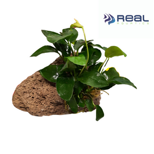 Anubias on Lava Rock Live Tropical Plant Single