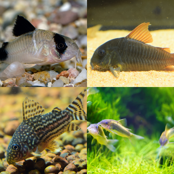 Assorted Corydoras Catfish