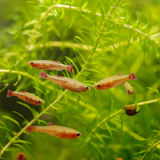 White Cloud Mountain Minnows Mixed Bundle