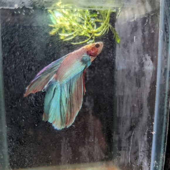 Male Betta Siamese Fighter Fish (#21)