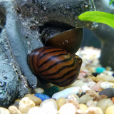 Zebra Nerite Snail