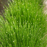 Scirpus Cernuus Fibre Optic 1Ltr Pond Plant