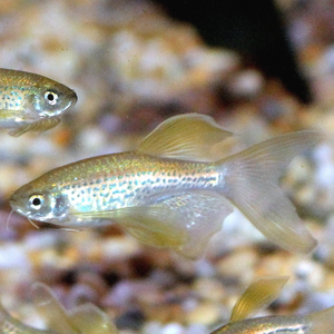 Leopard Long Fin Danio