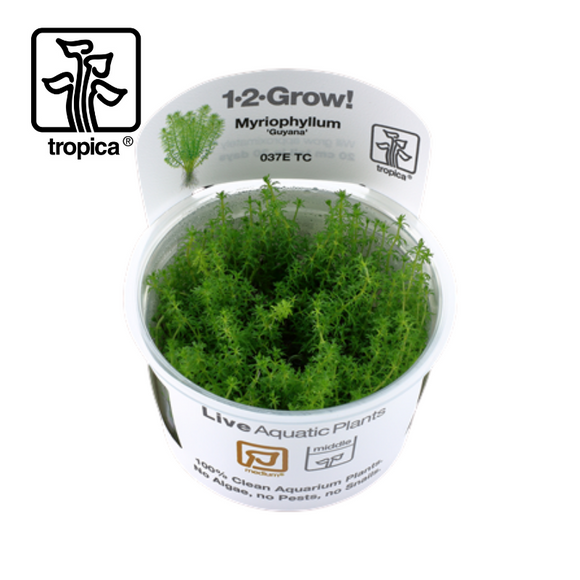 Tropica In-Vitro 1-2-Grow! Myriophyllum 'Guyana'