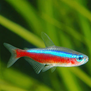 Cardinal Tetra