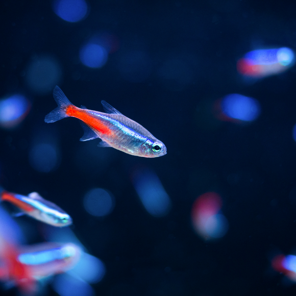 Neon Tetra